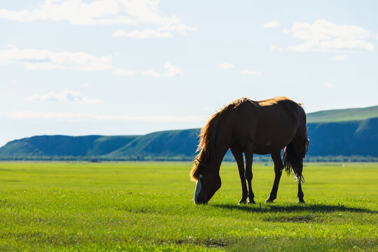 夏天草原一匹马