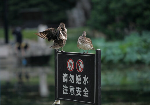 鸳鸯