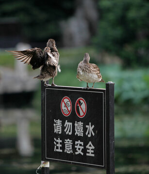 鸳鸯