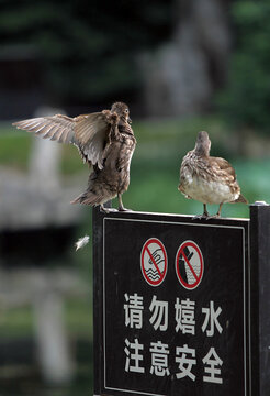 鸳鸯