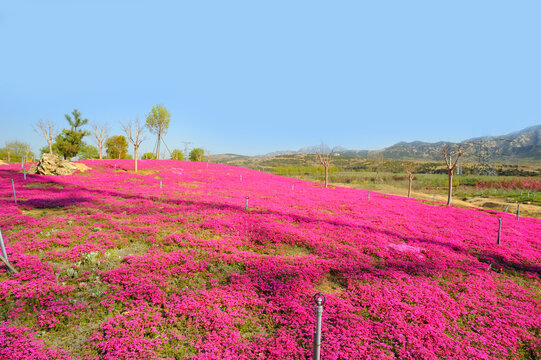 薰衣草花海