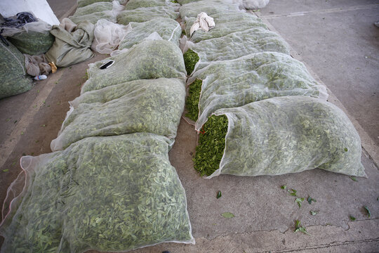 中国绿茶第一市场
