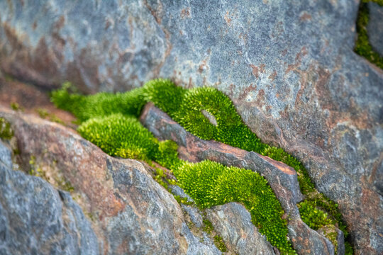 岩石绿青苔