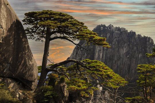 黄山迎客松