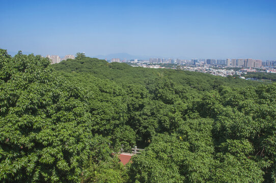 漳州凤凰山荔枝海风光