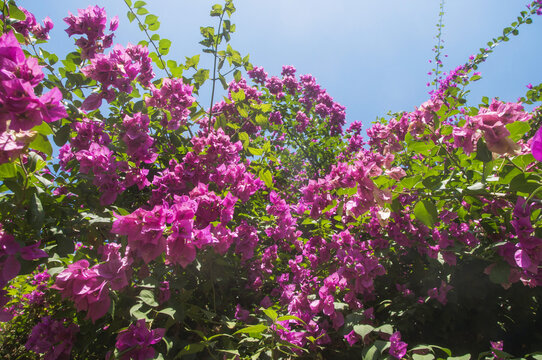 三角梅花丛花枝