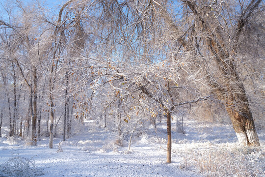 冬雪