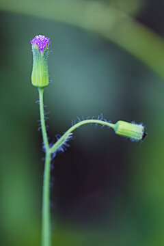 花头