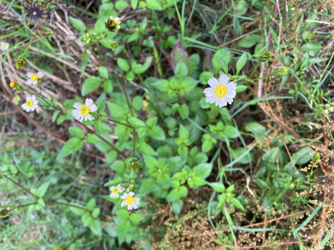 野花