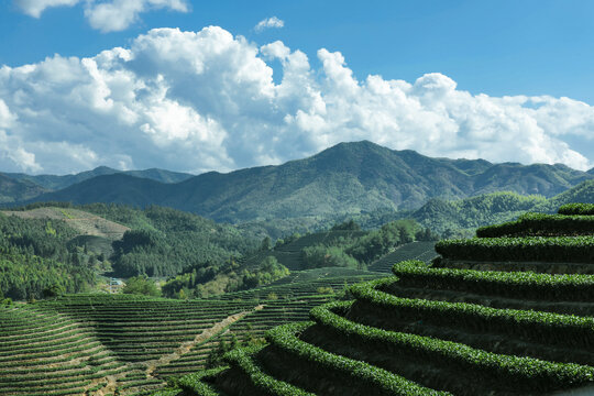 蓝天下的秀美茶山