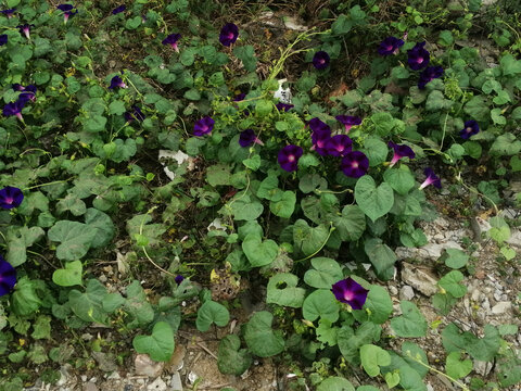 野牵牛花