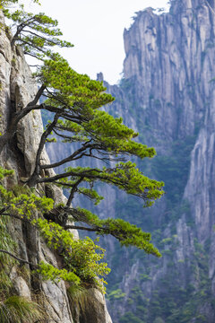 安徽黄山自然风景区的松树