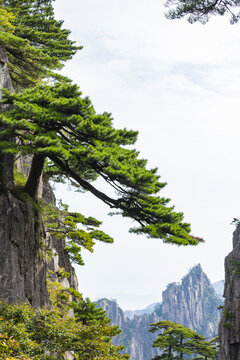 安徽黄山自然风景区的松树