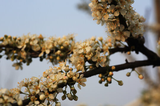 果树果园桃花开