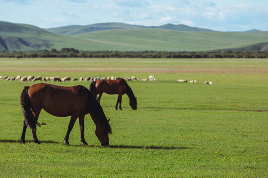 草原夏季马群羊群放牧