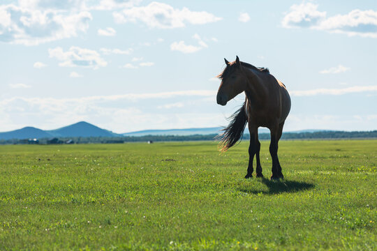 草原夏季一匹马