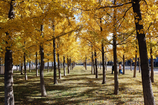 深秋的银杏树林