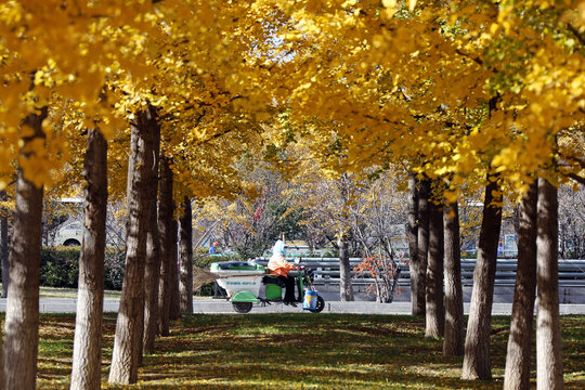 沈阳机场秋天的银杏树和行人