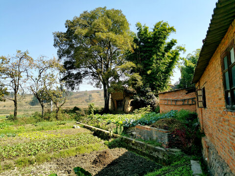 乡村菜地