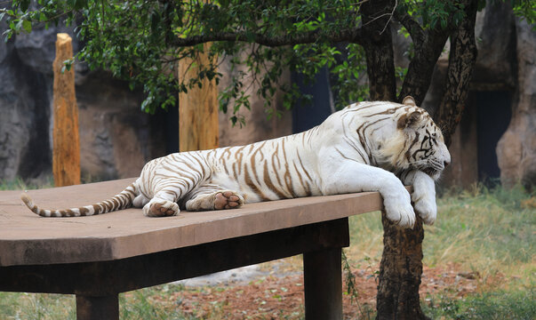 动物园的白虎
