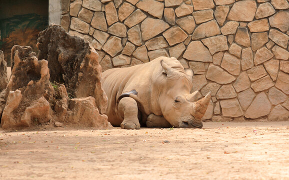 动物园的犀牛