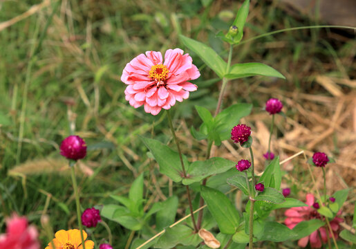 对叶菊