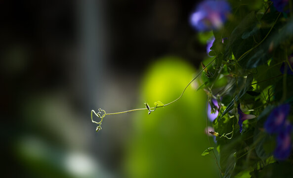 牵牛花