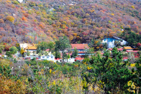 莱州寒同山红叶