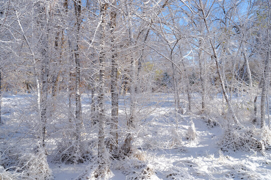 雪景