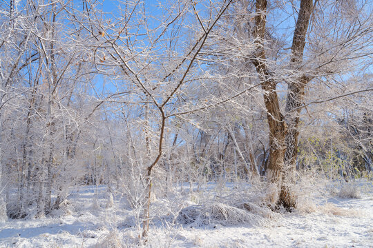 北方的雪