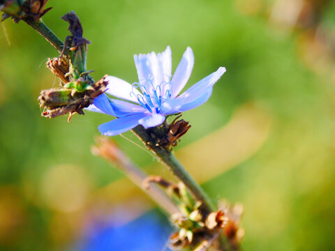 小菊花