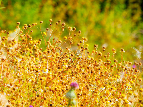 野菊花