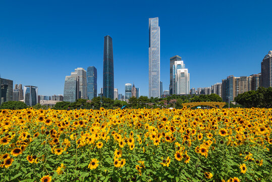 珠江新城与向日葵花海都市风景