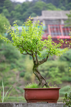 歙县练江风光徽派盆景