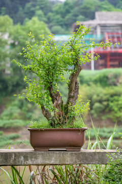 歙县练江风光徽派盆景