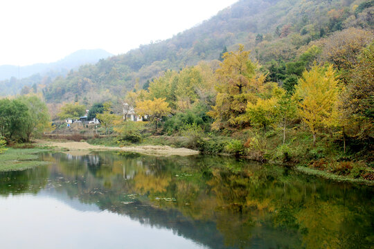 国家银杏公园秋景