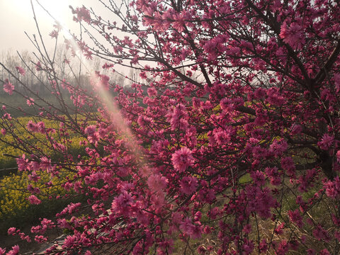 河岸风光碧桃花