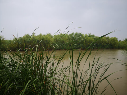 河岸风光河心岛