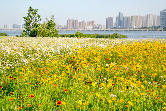 花的海洋