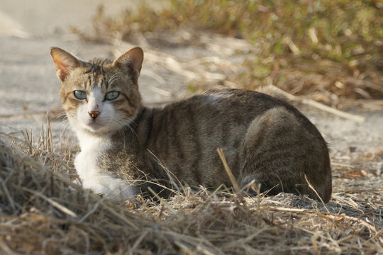 小猫咪咪