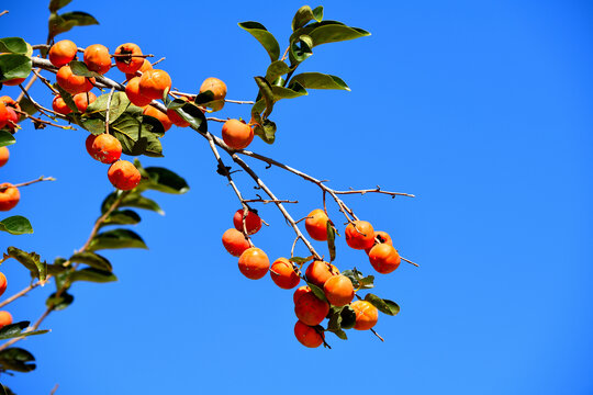 秋天的柿子树果实