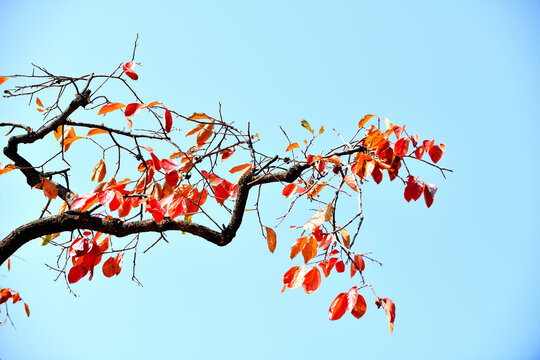 秋天的柿子树红叶