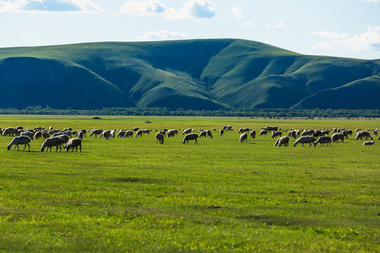 草原夏季牧场羊群