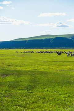 草原牧场夏季放牧羊群