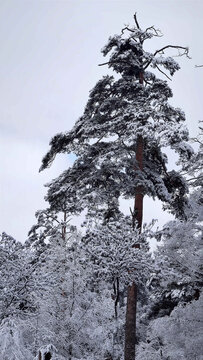 风雪美人松