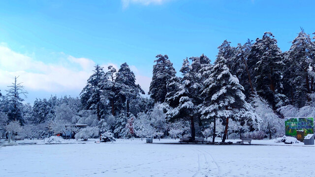 风雪森林