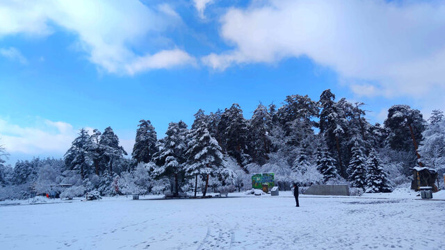 森林风雪