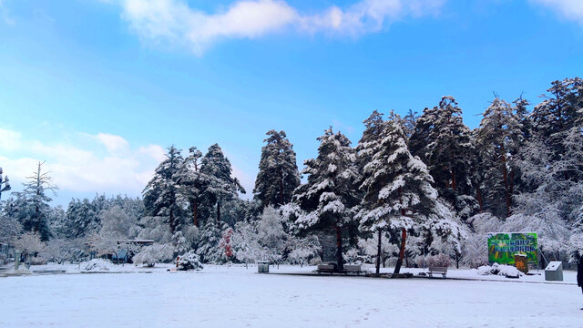 风雪森林