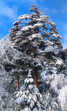 风雪美人松