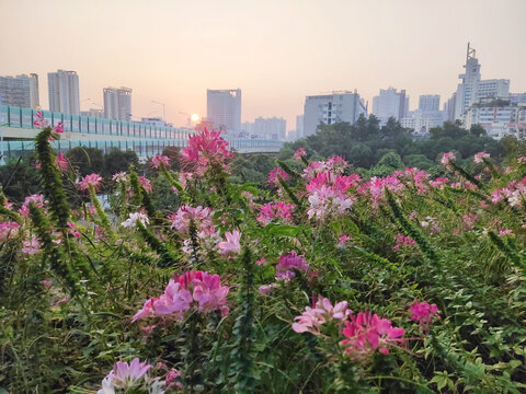 船尾蝴蝶花